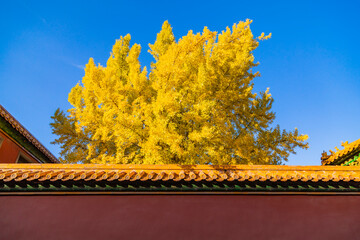 The Forbidden City in Autumn