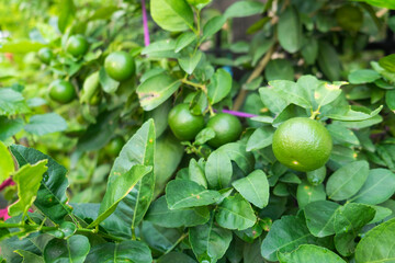 Green Paan Lime No1 fruit on the tree