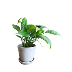 Little tree in white pot, isolated with clipping path