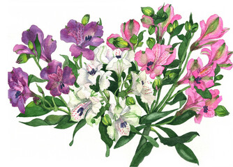 花の絵／アルストロメリア。花の表情を華やかにかわいく素敵に表現した水彩画です。花好きな一人の作家による作品集です。