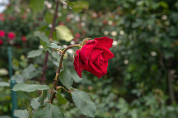 薔薇園の薔薇　乾杯