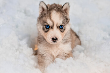 A little one and a half month old husky puppy on white fluff with luminous garlands.