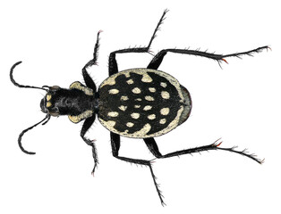 Carnivorous beetle, Graphipterus multiguttatus (Coleoptera: Carabidae). Adult. Dorsal view....