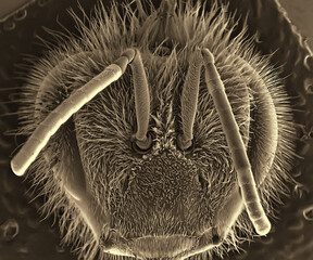 Bee. Head and eye. Electron microscope photos. Science