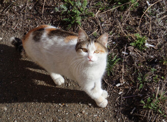 Naklejka na ściany i meble Homeless cat on the lawn. Homeless street tricolor cat. Cat portrait. Cute cat