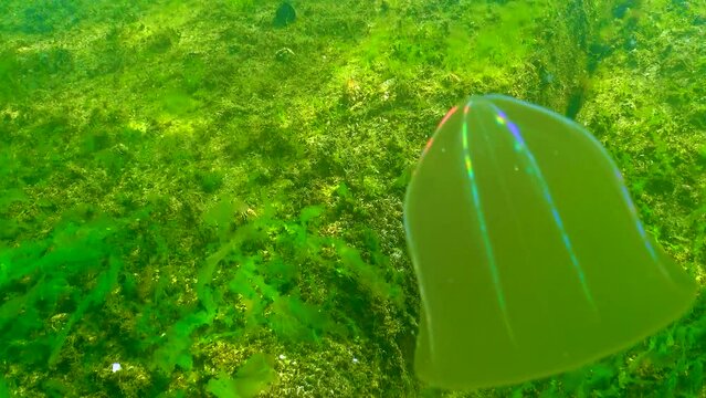 Predatory comb jelly (Beroe ovata) swim in the water column, rotating, medium shot, Black Sea