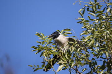 様々なポーズを見せるオナガ