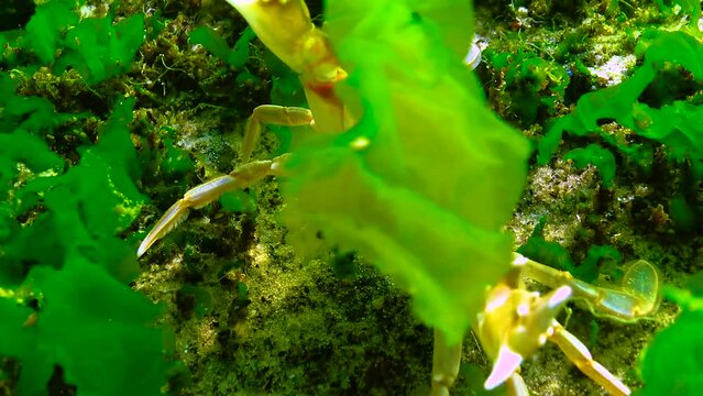 Swimming crab (Macropipus holsatus) hides among green algae on stones in the Black Sea