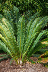 Sydney Australia, fronds of a critical endangered encephalartos tegulaneus or Kenyan giant cycad