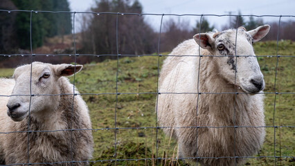 A pair of Scottish female ewe sheep looking through a wire fence in winter