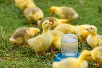 fluffy goslings walks and drinks water on green grass