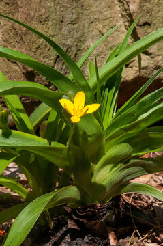 Sydney Australia, yellow flowering hypoxis hemerocallidea or African star grass, native to southern Africa 