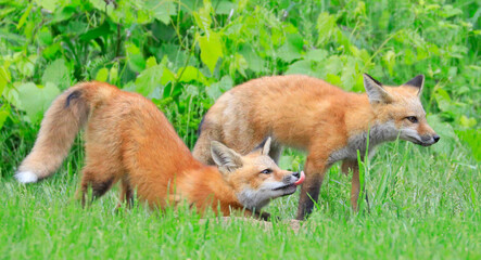 Young red foxes playing in the grass with green foreground and background, Canada