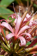 Sydney Australia, close-up of floret of an ammocharis coranica