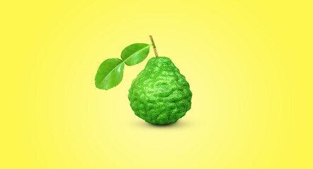 bergamot with stems and leaves isolated on a yellow background