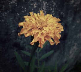 Marigold