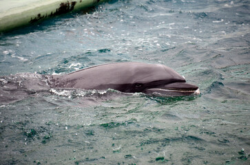 Obraz premium イルカ