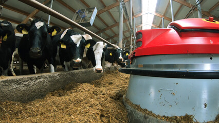 A cow farm with a robotic robot helping to move hay.