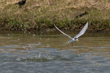 魚を狩るコアジサシ