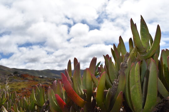 Succulents in Big SUR California