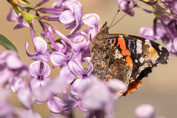 Vanessa cardui (Painted lady) close up macro shot on a purple plant drinking nectar.
