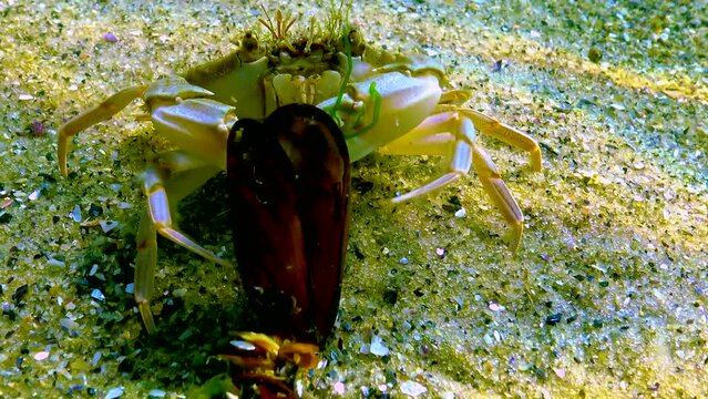 Swimming crab (Macropipus holsatus) breaks and eats a clam mussel in the Black Sea