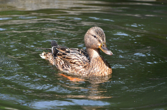 Portrait of swimming duck-mallard (female) in the park pond on sunny warm day. Wild birds outdoors photo.