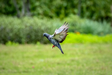 Obraz premium Gray feathered pigeons flying over the garden.
