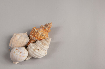 sea shell on a white background
