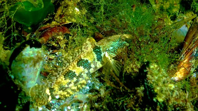 Tubenose goby (Proterorhinus marmoratus) hiding among algae and shellfish on the seabed in the Black Sea