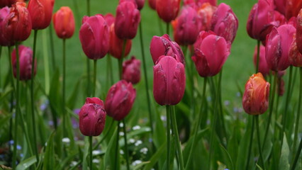 Fototapeta premium Flowers in garden