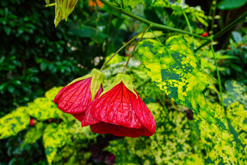 Flower view from the side of Abutilon 'Cannington Peter'