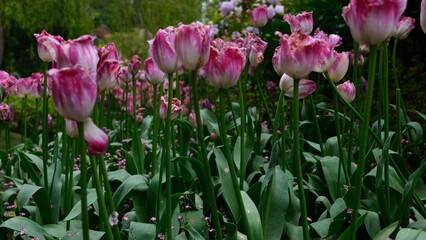 Garden with green and flowers