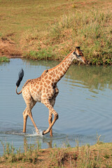 A giraffe (Giraffa camelopardalis) walking in water, Kruger National Park, South Africa.