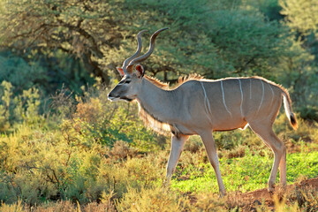 Male kudu antelope (Tragelaphus strepsiceros) in natural habitat, South Africa.