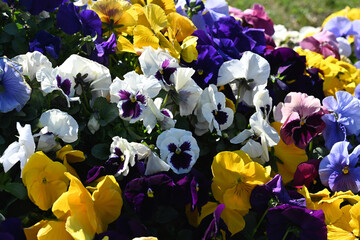 purple and yellow flowers
