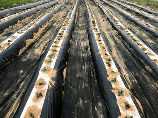 Black mulching plastic wraps around a sweet potato field in a rural village