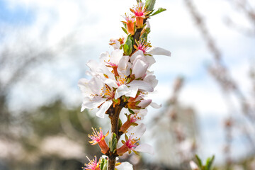 Wildflower with white petal blooming in a country field