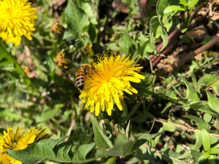 A bee collecting honey from a dandelion flower in rural area