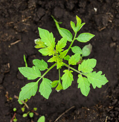 Young tomato seedling in the ground.