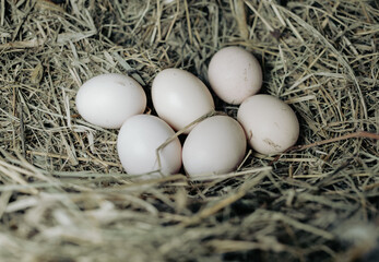 Hen eggs in a straw nest.