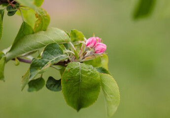 Flowers on an apple tree in spring.