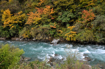 Naklejka na ściany i meble river in autumn forest