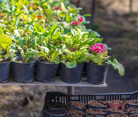 Growing flowers and plants in a greenhouse.