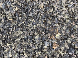 A rocky field made up of numerous finely split rocks