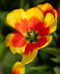 Obraz na płótnie Canvas Beautiful yellow-red tulip flower in nature.