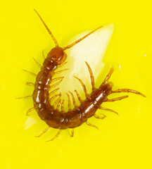 Centipede isolated on yellow background.