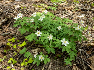 Wood anemone flowers in a forest clearing in early spring. A white windflowers with six petals in a sunny day.