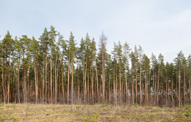 Pine trees in the forest as a background.