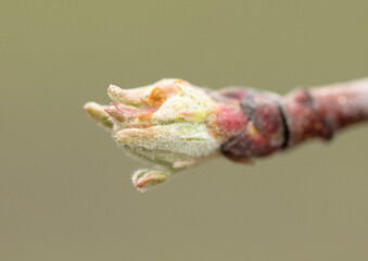 Flower buds on an apple tree branch in early spring.